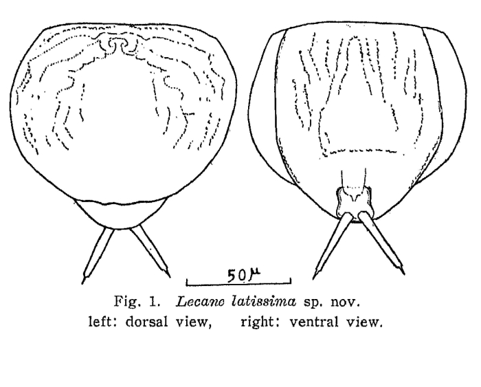 Lecane latissima - Original description image