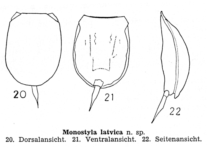 Lecane latvica - Original description image