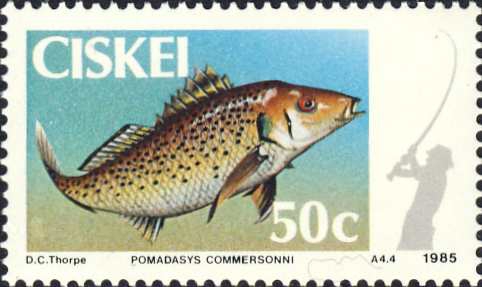 Pomadasys commersonnii Pomadasys commersonnii