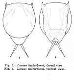 Lecane lauterborni