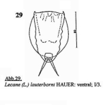 Lecane lauterborni