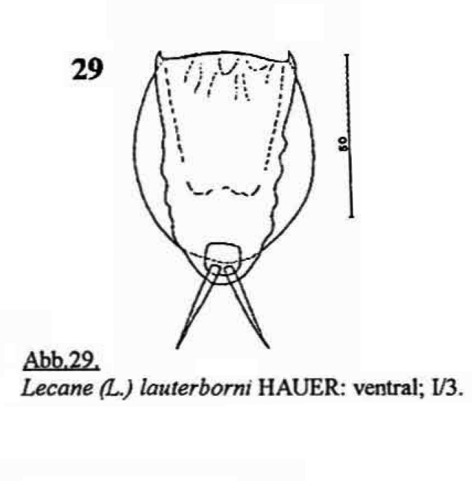 Lecane lauterborni Lecane lauterborni