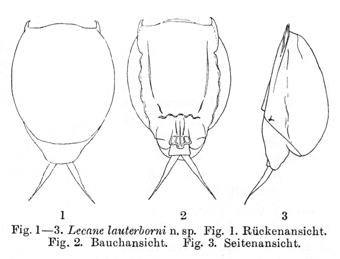 Lecane lauterborni - Original description image