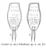 Lecane lebedevae - Original description image
