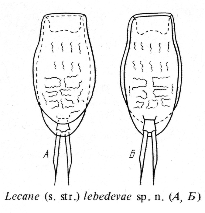 Lecane lebedevae