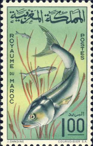 Pomatomus saltatrix Pomatomus saltatrix