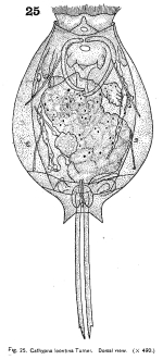 Lecane leontina