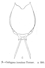Lecane leontina