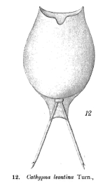 Lecane leontina