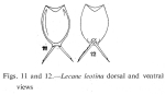 Lecane leontina