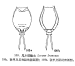 Lecane leontina