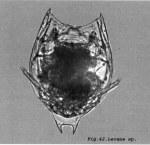 Lecane leontina