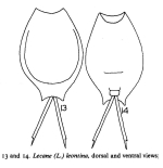 Lecane leontina
