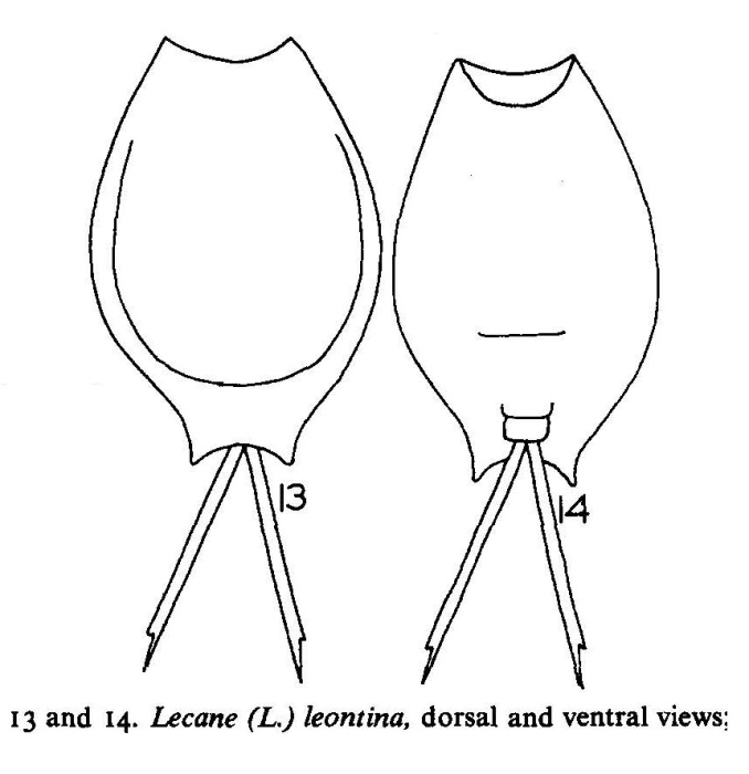 Lecane leontina Lecane leontina