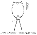 Lecane leontina