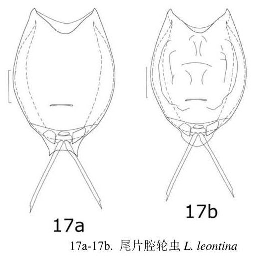 Lecane leontina