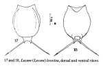 Lecane leontina