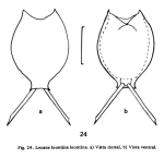 Lecane leontina