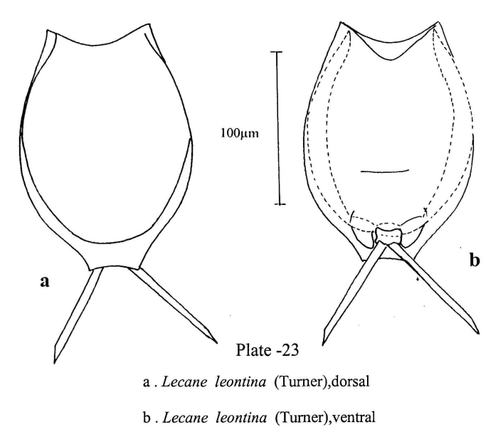 Lecane leontina Lecane leontina
