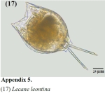 Lecane leontina