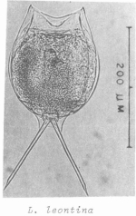 Lecane leontina