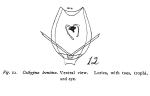 Lecane leontina