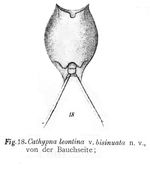 Lecane leontina bisinuata - Original description image