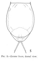 Lecane leura - Original description image