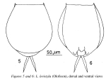 Lecane levistyla