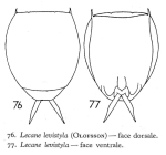 Lecane levistyla