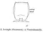 Lecane levistyla