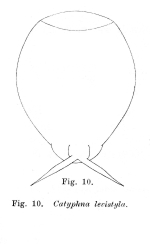 Lecane levistyla