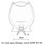 Lecane ligona