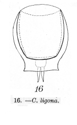 Lecane ligona