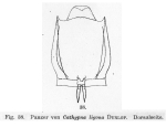 Lecane ligona