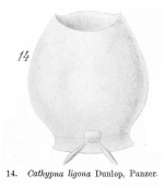 Lecane ligona