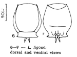 Lecane ligona