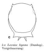 Lecane ligona