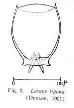 Lecane ligona