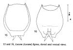 Lecane ligona