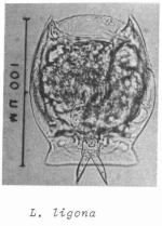 Lecane ligona