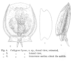 Lecane ligona