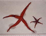 Stichastrella rosea (O.F. Müller, 1776) 