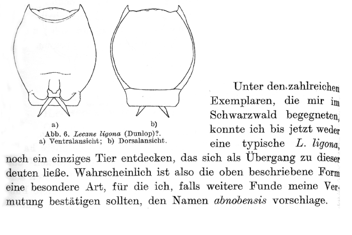 Lecane ligona f. abnobensis - Original description image