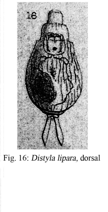 Lecane lipara - Original description image