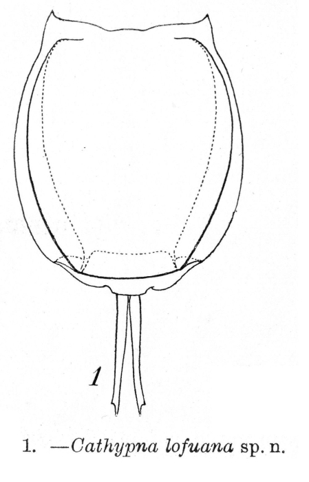 Lecane lofuana - Original description image