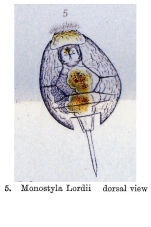 Lecane lordii - Original description image