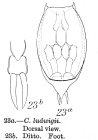 Lecane ludwigii