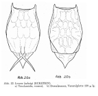 Lecane ludwigii
