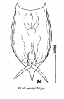 Lecane ludwigii